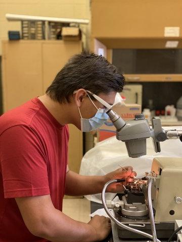 Honors Student looks through microscope